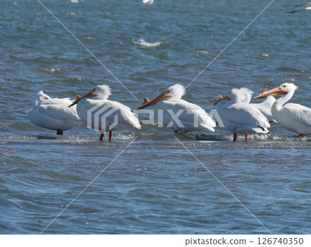 American white pelicans endure strong winds in shallow waters 126740350