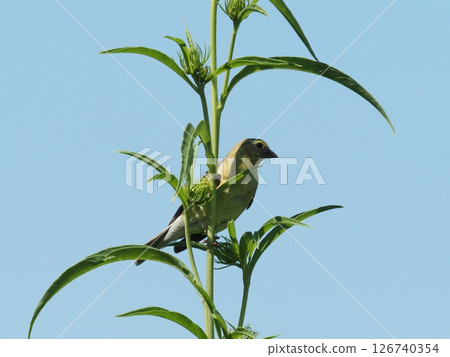 一隻雌性金翅雀棲息在植物莖上 一隻雌性金翅雀棲息在植物莖上 126740354