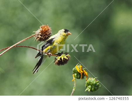 A male Eastern Goldfinch resting on a sunflower stalk with seeds. 126740355