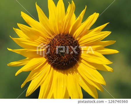 A close-up of a sunflower, a symbol of summer 126740360