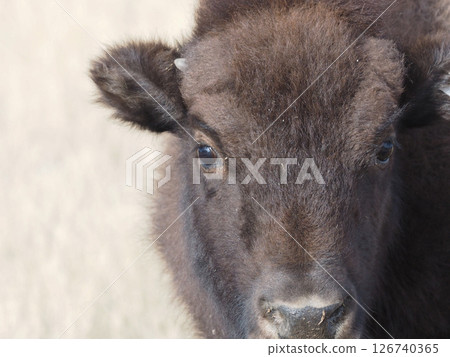 Close-up of a young American bison's face 126740365