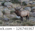 An elk with impressive antlers standing amongst a pile of rocks 126740367