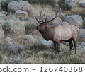 An elk with impressive antlers standing amongst a pile of rocks 126740368