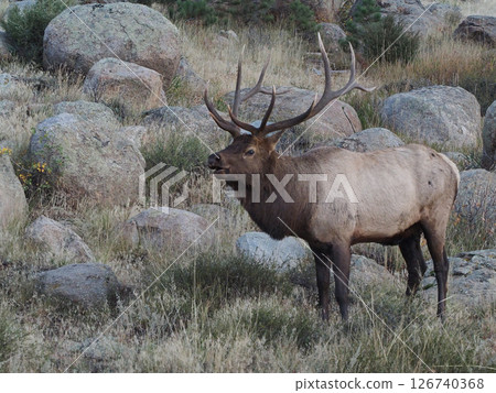 An elk with impressive antlers standing amongst a pile of rocks An elk with impressive antlers standing amongst a pile of rocks 126740368