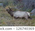 An elk with magnificent antlers roaring in the grassland 126740369