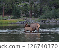 A baby elk suckling its mother in a lake 126740370