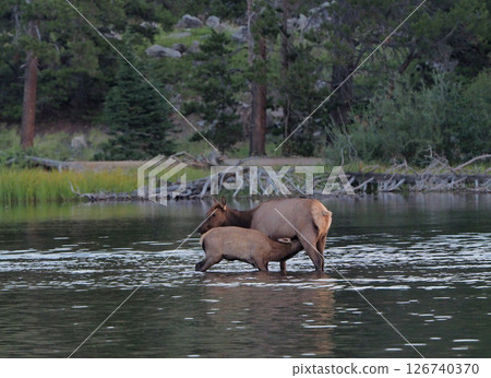 A baby elk suckling its mother in a lake A baby elk suckling its mother in a lake 126740370