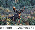 A male moose emerges from the brush in the morning sun 126740371