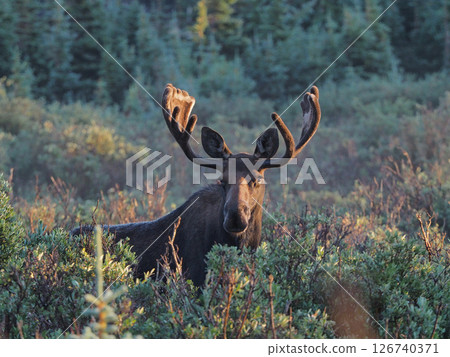 在清晨的陽光下，一頭雄性駝鹿從灌木叢中走出來 126740371
