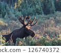 A male moose emerges from the brush in the morning sun 126740372