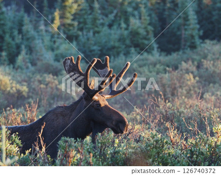 在清晨的陽光下,一頭雄性駝鹿從灌木叢中走出來 在清晨的陽光下,一頭雄性駝鹿從灌木叢中走出來 126740372