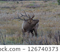 An elk with impressive antlers standing on a grassland 126740373