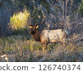A splendid male elk in the morning sun 126740374