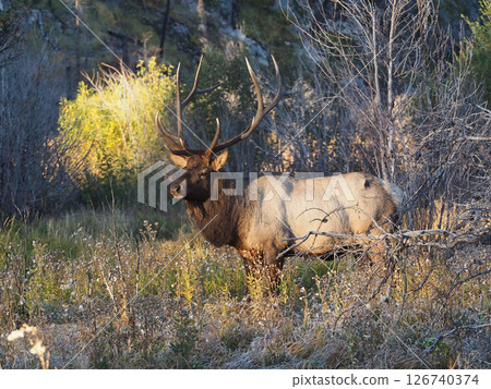 A splendid male elk in the morning sun A splendid male elk in the morning sun 126740374