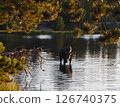 A female moose walks through a lake in the morning sun 126740375
