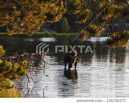 A female moose walks through a lake in the morning sun 126740375