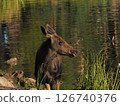 Curly-eyed moose calf standing by a lake 126740376