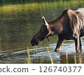 A female moose drinking water in a lake in the morning 126740377