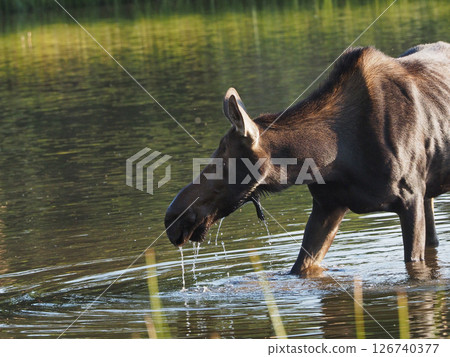 A female moose drinking water in a lake in the morning 126740377
