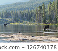 Two moose drinking water in the morning mist on a lake 126740378