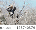A double-crested cormorant building a nest 126740379