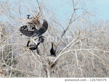 A double-crested cormorant building a nest A double-crested cormorant building a nest 126740379
