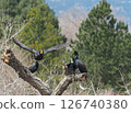 A double-crested cormorant building a nest 126740380