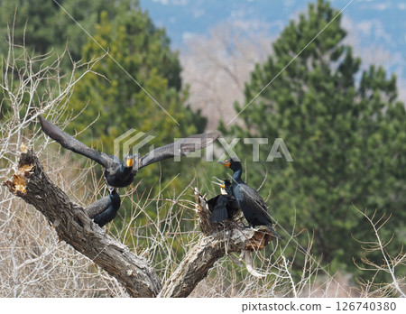 A double-crested cormorant building a nest 126740380