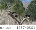 A double-crested cormorant building a nest 126740381
