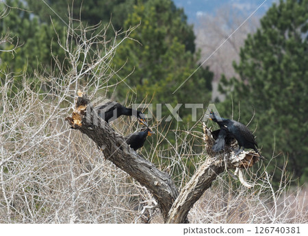 A double-crested cormorant building a nest 126740381
