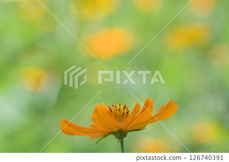 Vivid orange cosmos 126740391