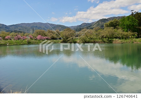 Double cherry blossoms reflected in the pond and a sky reminiscent of early summer 126740641