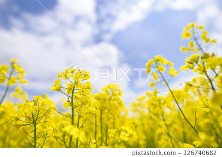 強姦在盛開的花田 強姦在盛開的花田 126740682