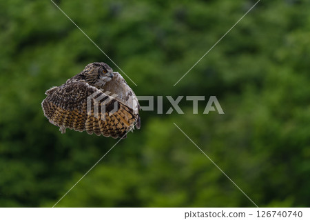 Owl flying in the forest 126740740