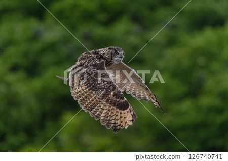 Owl flying in the forest Owl flying in the forest 126740741