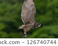 Owl flying in the forest 126740744