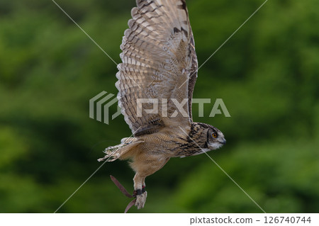 Owl flying in the forest 126740744