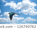 A beautiful blue parakeet flying in the blue or evening sky 126740762