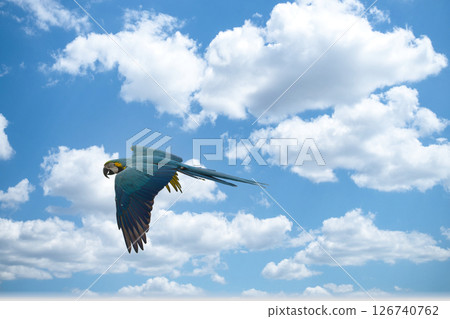A beautiful blue parakeet flying in the blue or evening sky 126740762