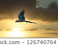A beautiful blue parakeet flying in the blue or evening sky 126740764
