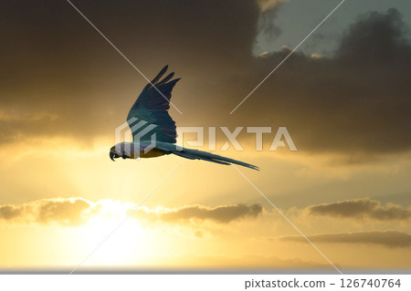 A beautiful blue parakeet flying in the blue or evening sky 126740764