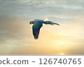 A beautiful blue parakeet flying in the blue or evening sky 126740765
