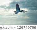 A beautiful blue parakeet flying in the blue or evening sky 126740766