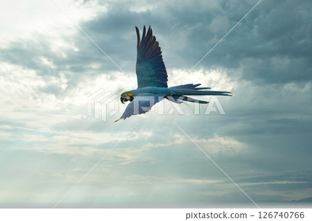 A beautiful blue parakeet flying in the blue or evening sky A beautiful blue parakeet flying in the blue or evening sky 126740766