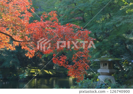 有秋葉的一個庭院 126740900