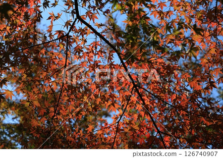 A garden with autumn leaves 126740907