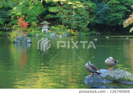 A garden with autumn leaves 126740908