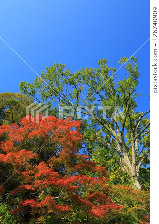 A garden with autumn leaves 126740909