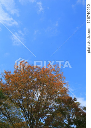 A garden with autumn leaves 126740930