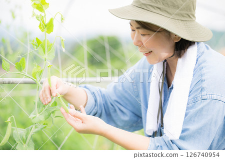 一位女農夫正在採蠶豆 126740954